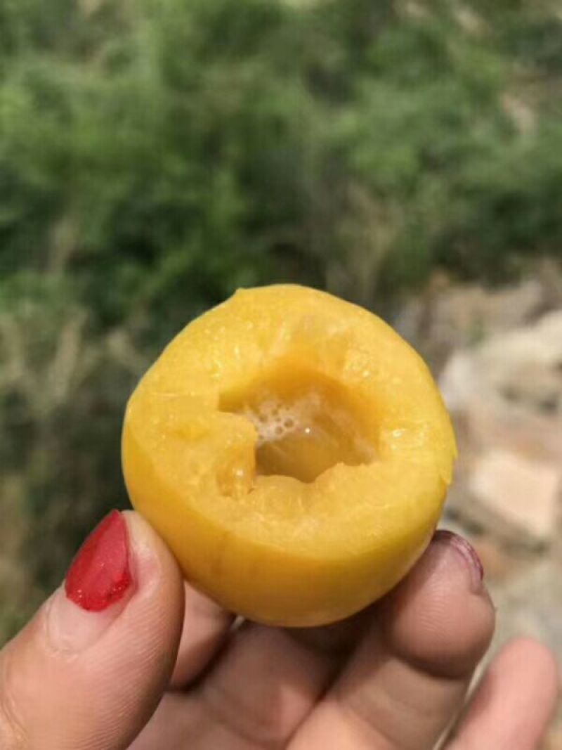 蜂蜜杏