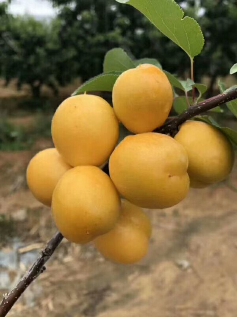 蜂蜜杏