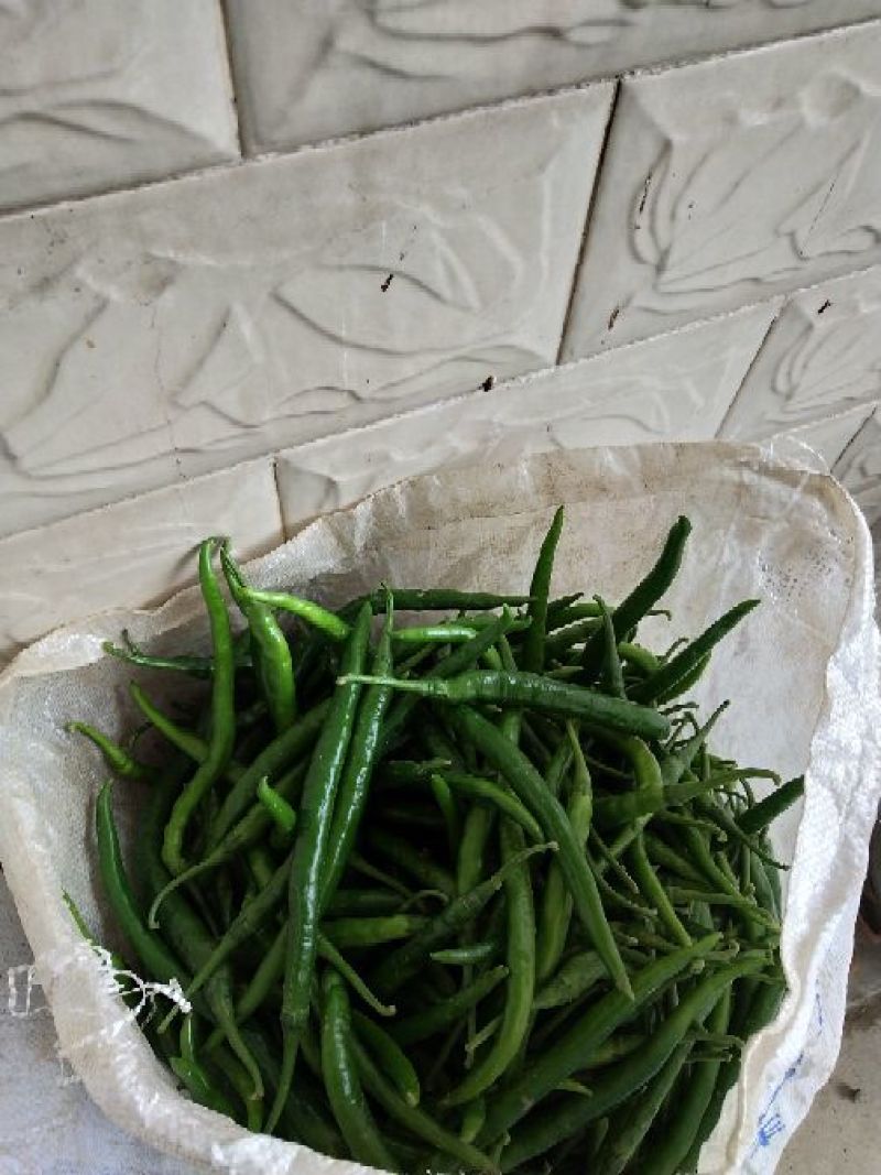 二荊条辣椒，菜辣子