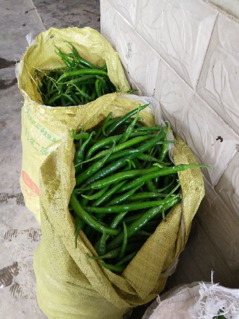 二荊条辣椒，菜辣子