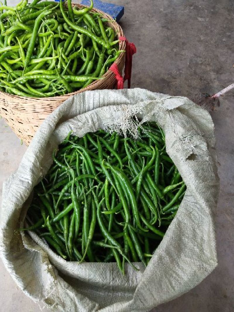 二荊条辣椒，菜辣子