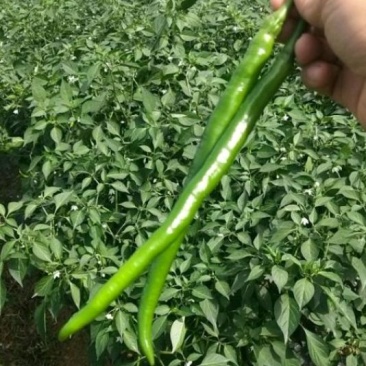 二荊条辣椒，菜辣子