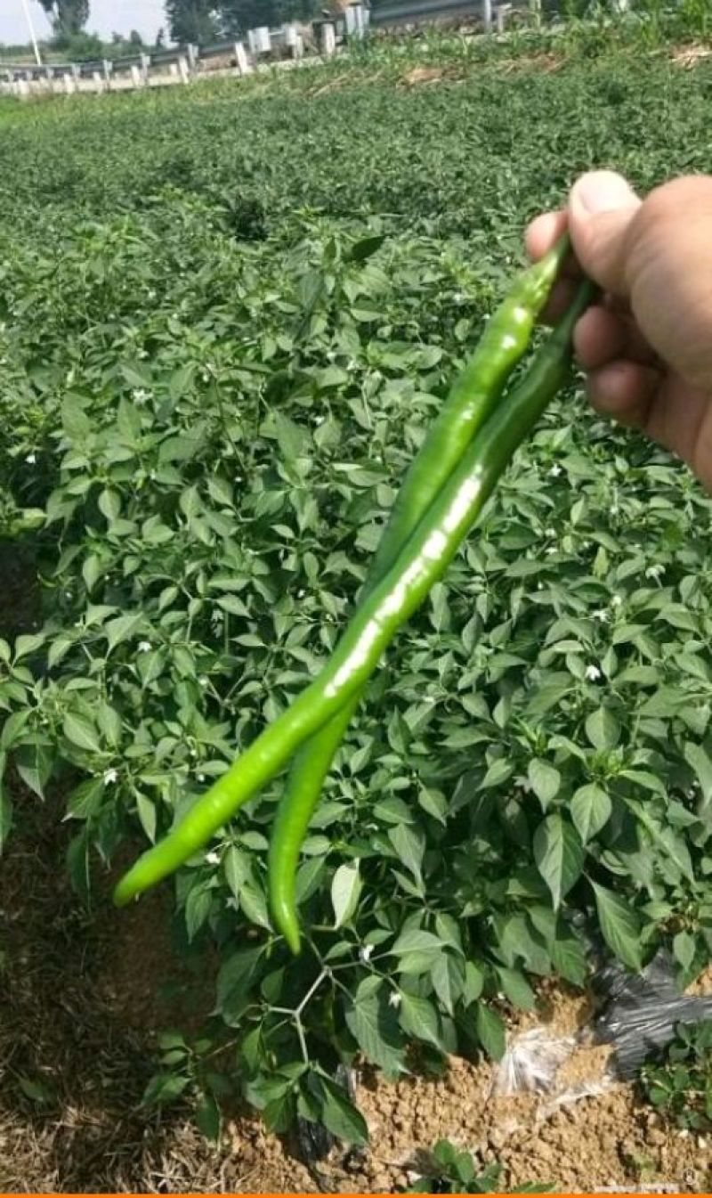二荊条辣椒，菜辣子