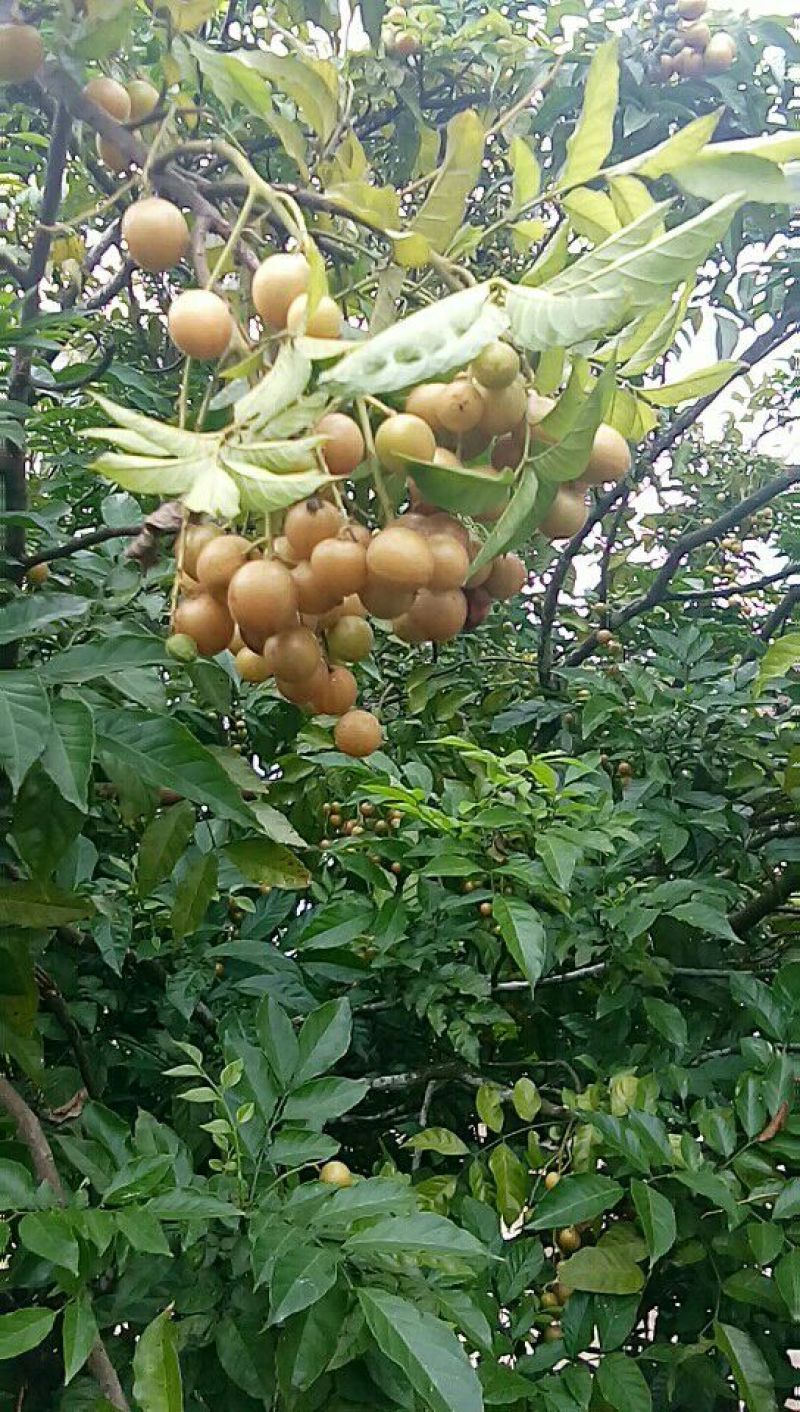 刚刚熟的本地黄皮果