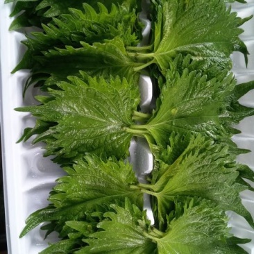 大叶紫苏，绿叶紫苏