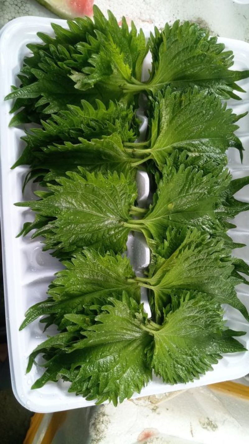 大叶紫苏，绿叶紫苏
