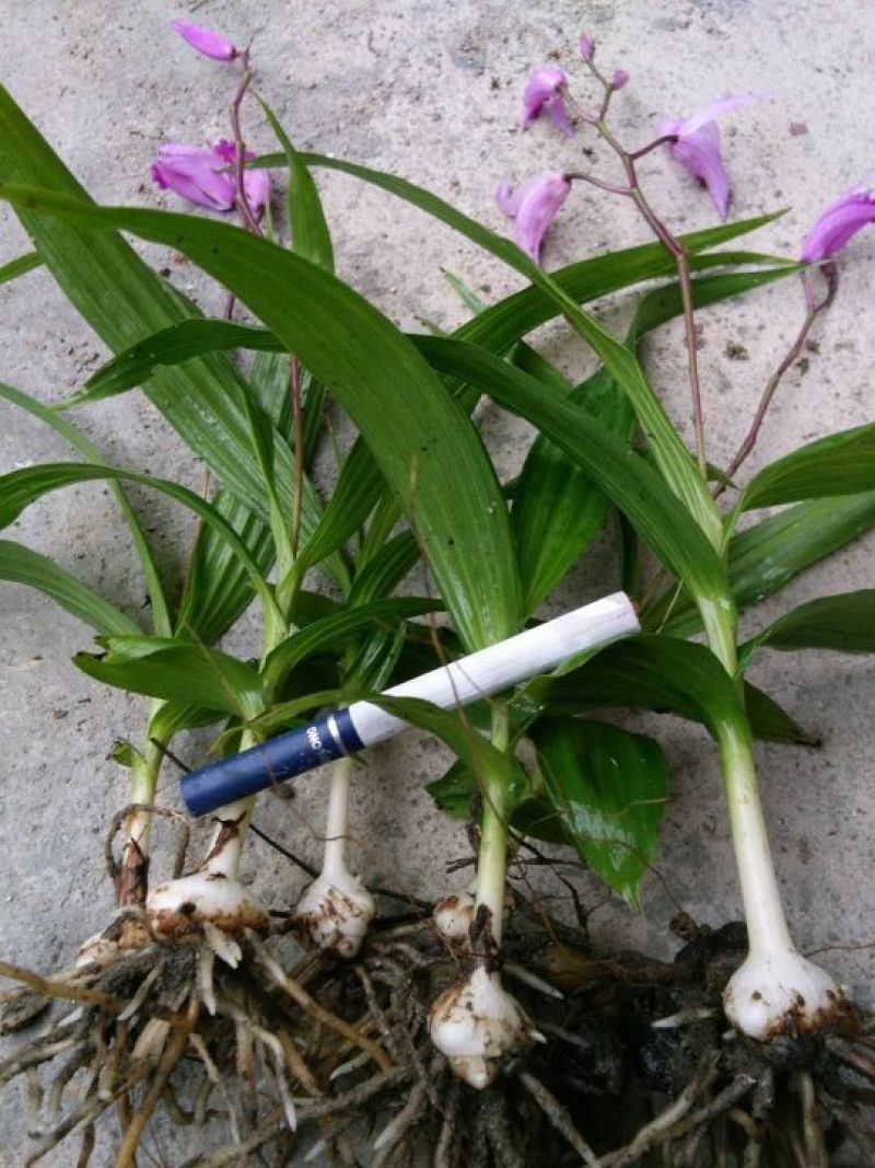 白芨块茎种苗，大量有货，需要的请快预定。