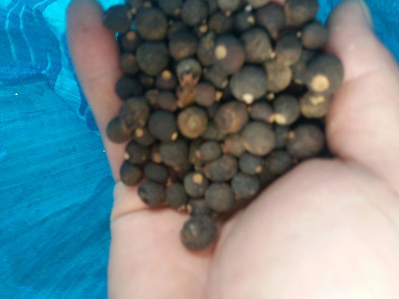 湖南脐橙落地果，甜橙枳实，无杂果，中药含量高，纯度好！