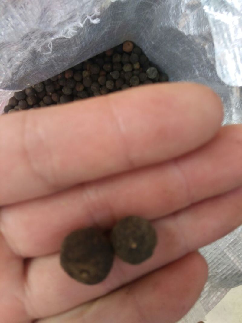 湖南脐橙落地果，甜橙枳实，无杂果，中药含量高，纯度好！