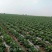 吉林甘蓝大量上市产地直发质量保证全国代发欢迎采购