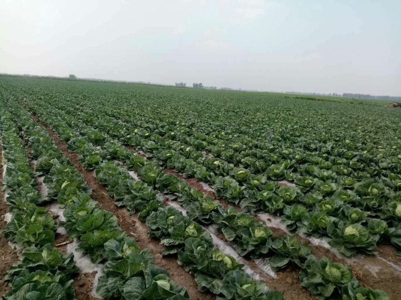 吉林甘蓝大量上市产地直发质量保证全国代发欢迎采购