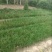 金娃娃萱草大量现货基地直销提供发票