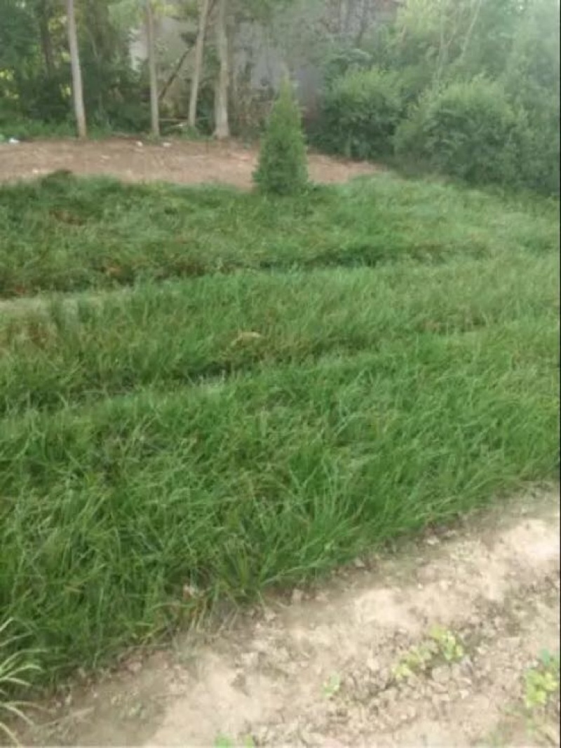 金娃娃萱草大量现货基地直销提供发票