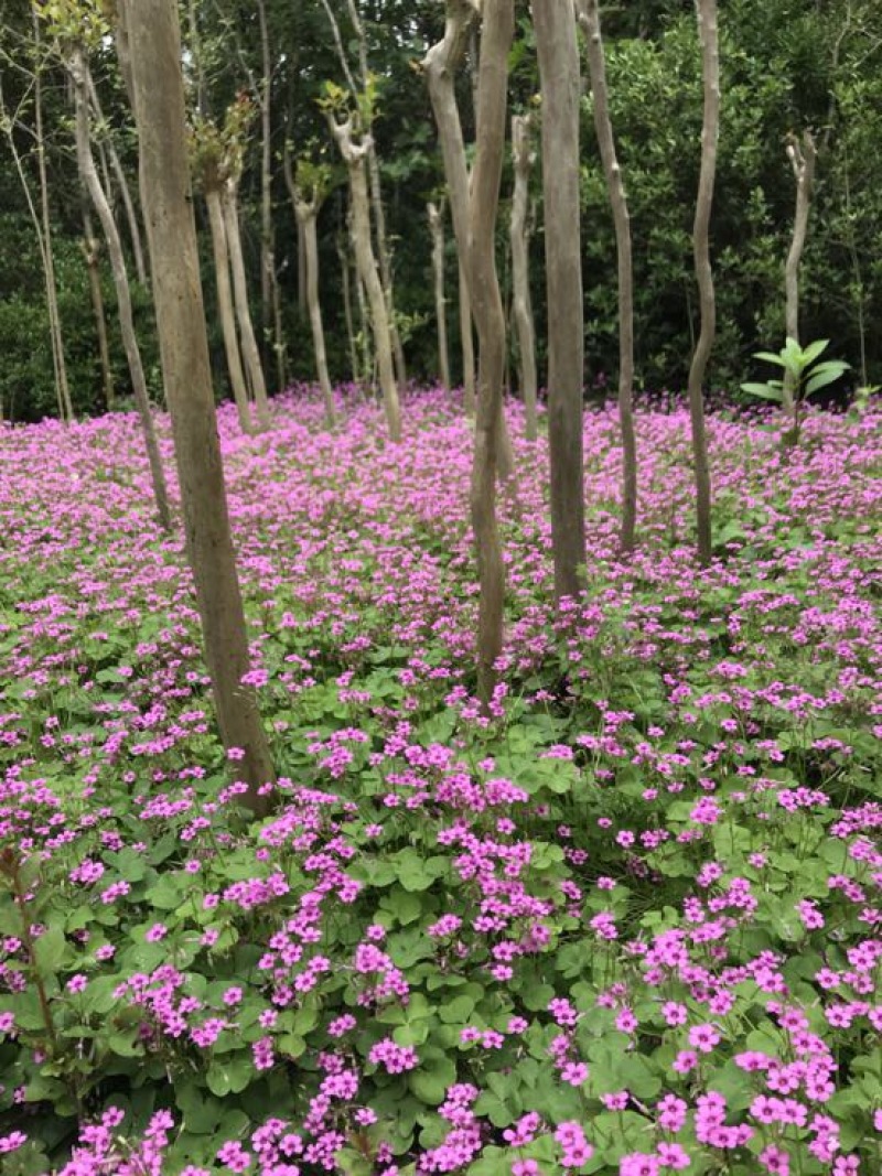 金娃娃萱草大量现货基地直销提供发票