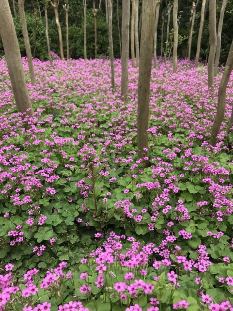 金娃娃萱草大量现货基地直销提供发票