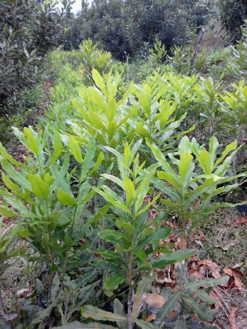 澳洲坚果苗嫁接品种纯，支持到苗圃看货。