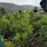 澳洲坚果嫁接苗（夏威夷果）品种保证对版，假一赔百。