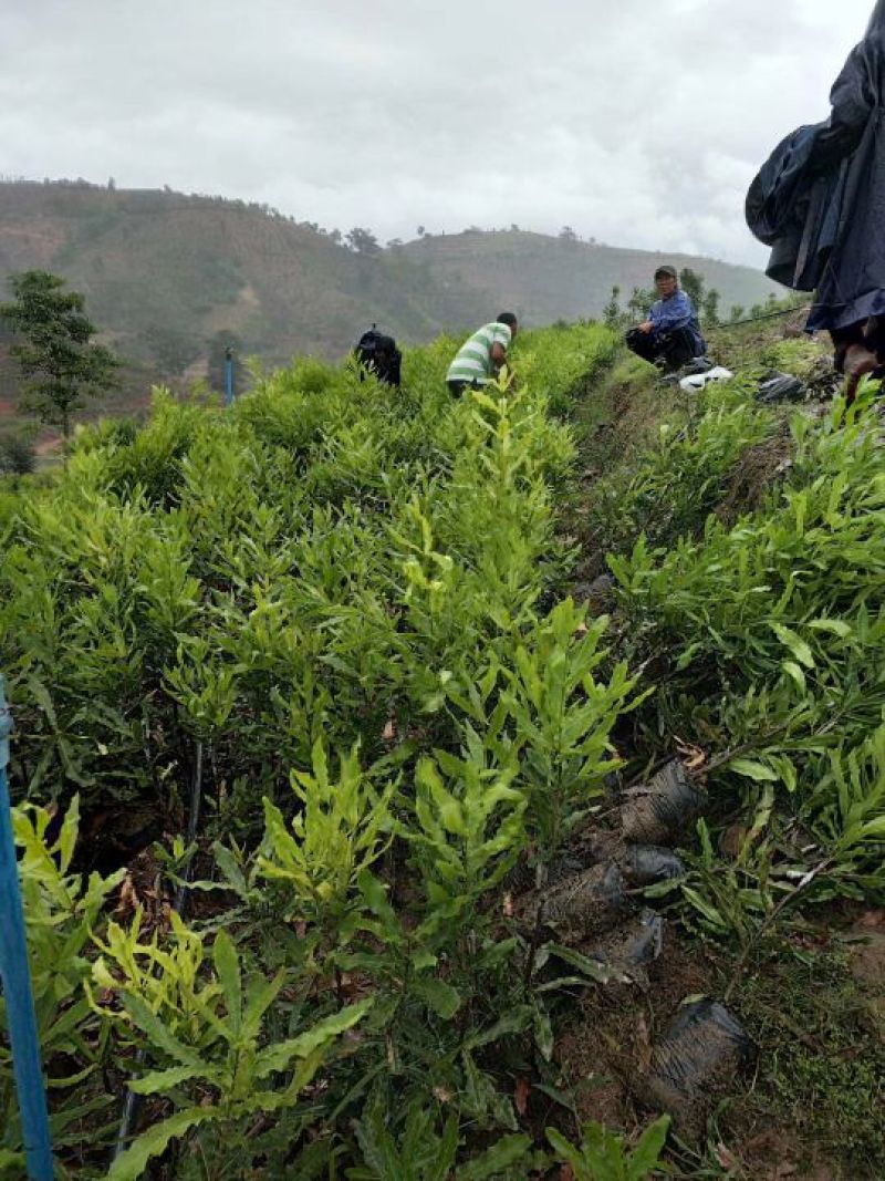 澳洲坚果嫁接苗（夏威夷果）品种保证对版，假一赔百。