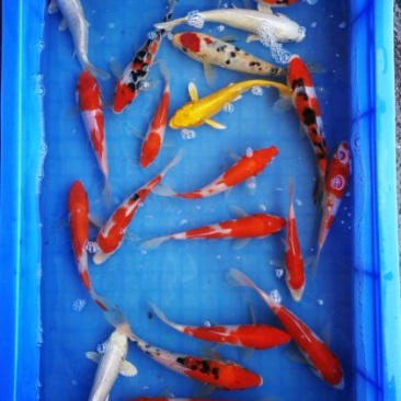 日本锦鲤批发零售15-20cm