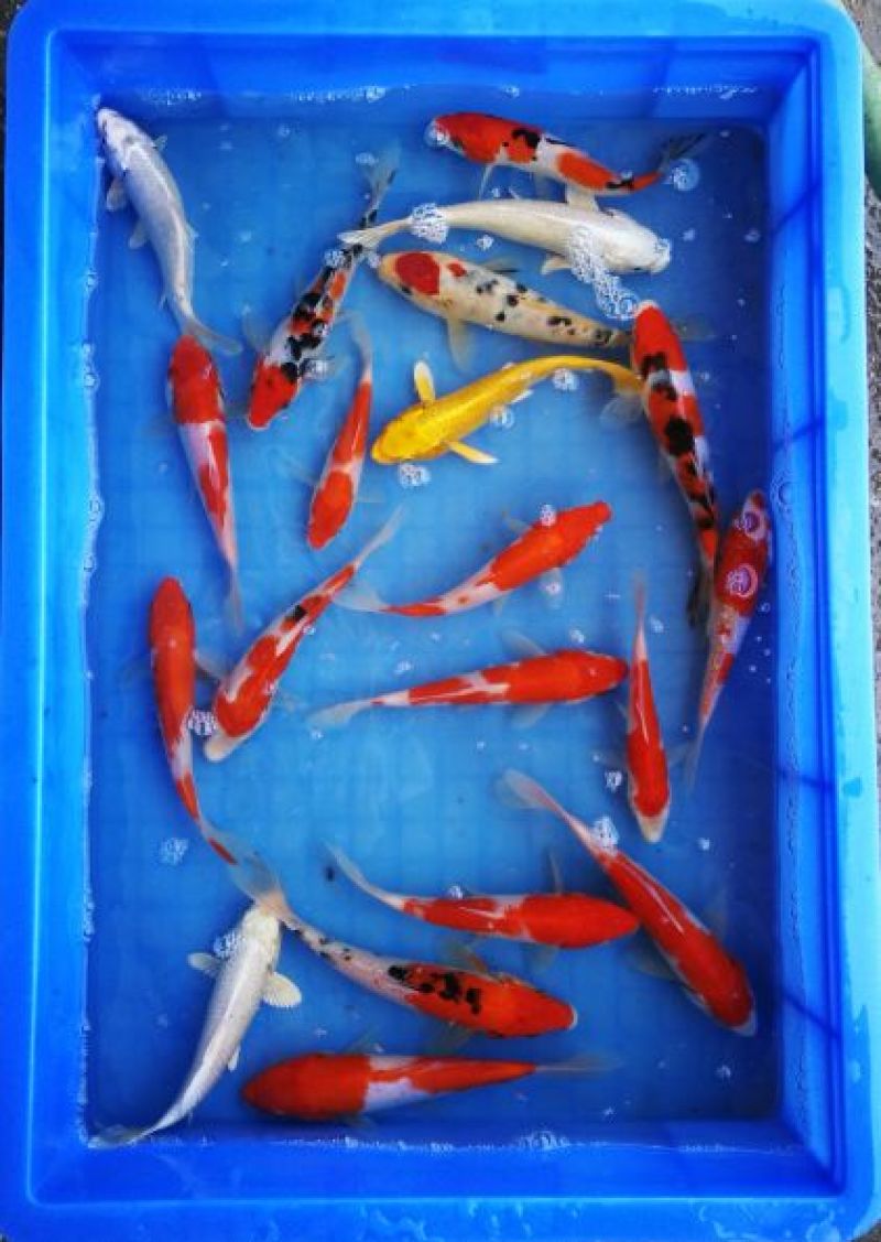 日本锦鲤批发零售15-20cm