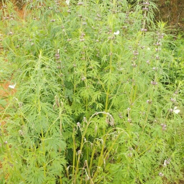 益母草红花2018.6月新货