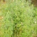 益母草红花2018.6月新货