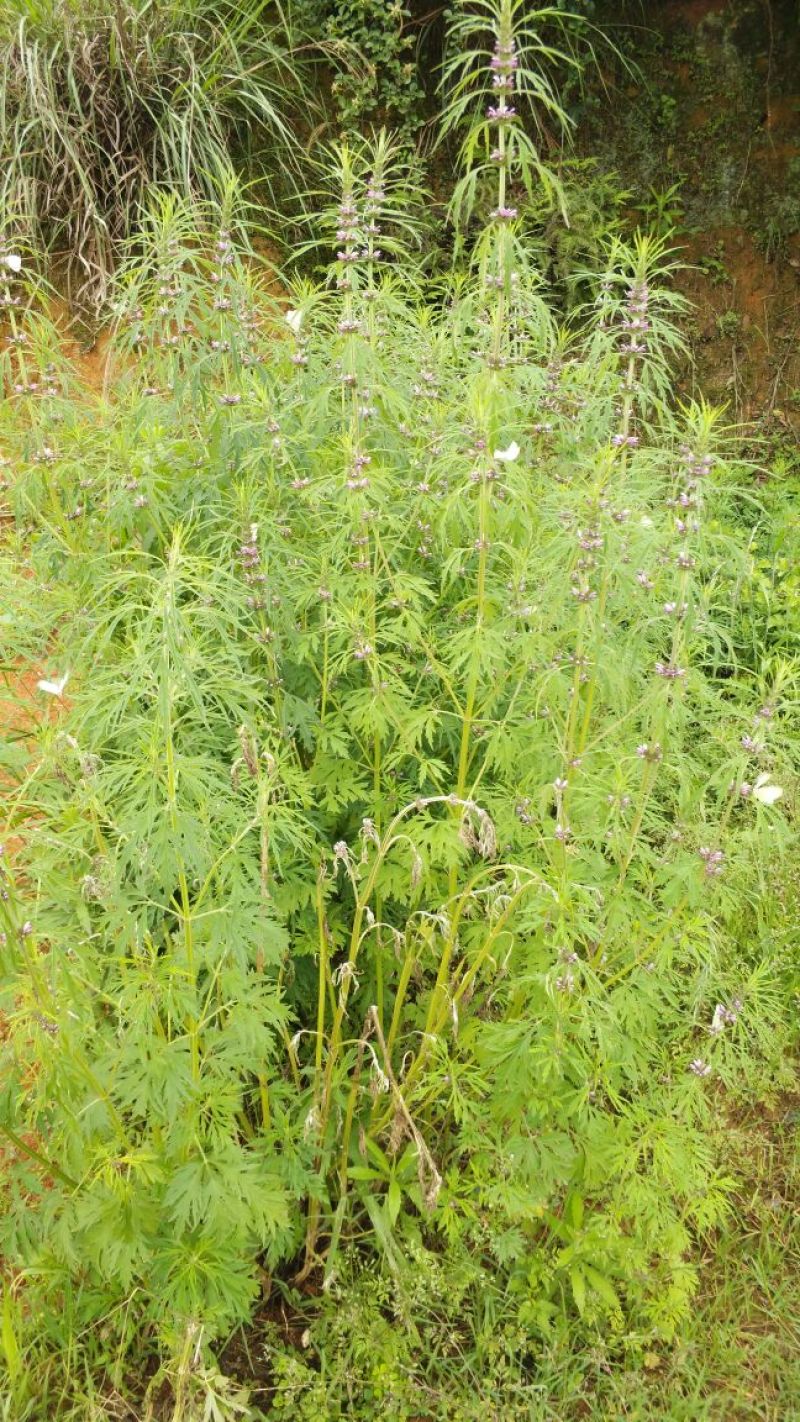 益母草红花2018.6月新货