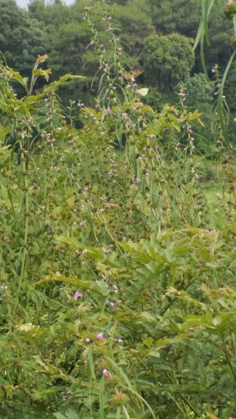 益母草红花2018.6月新货