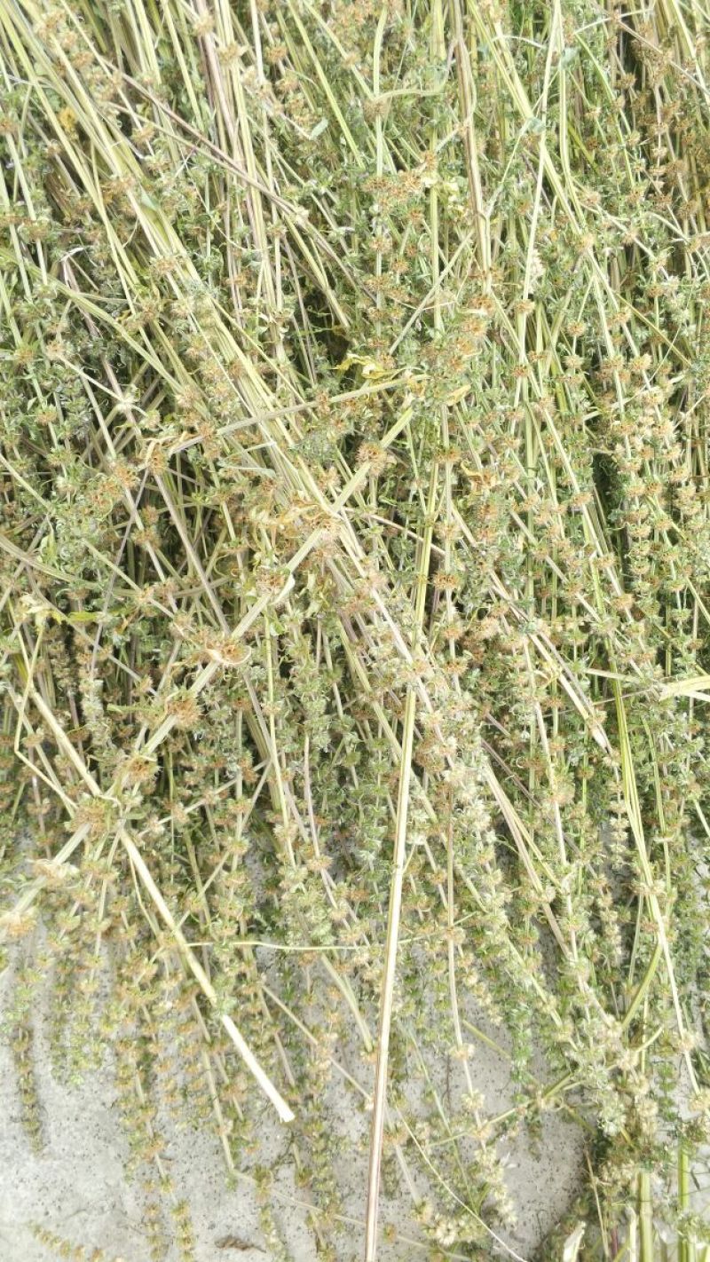 益母草红花2018.6月新货