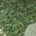 产地直销，陕西淫洋霍，杂质少，含量有保证