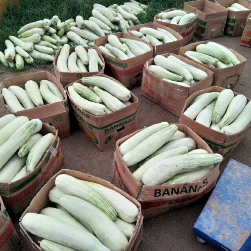 我处有各种甜瓜搏洋61.90.绿宝，花仙子，等等，