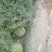 头茬无籽美都麒麟西瓜。种植户