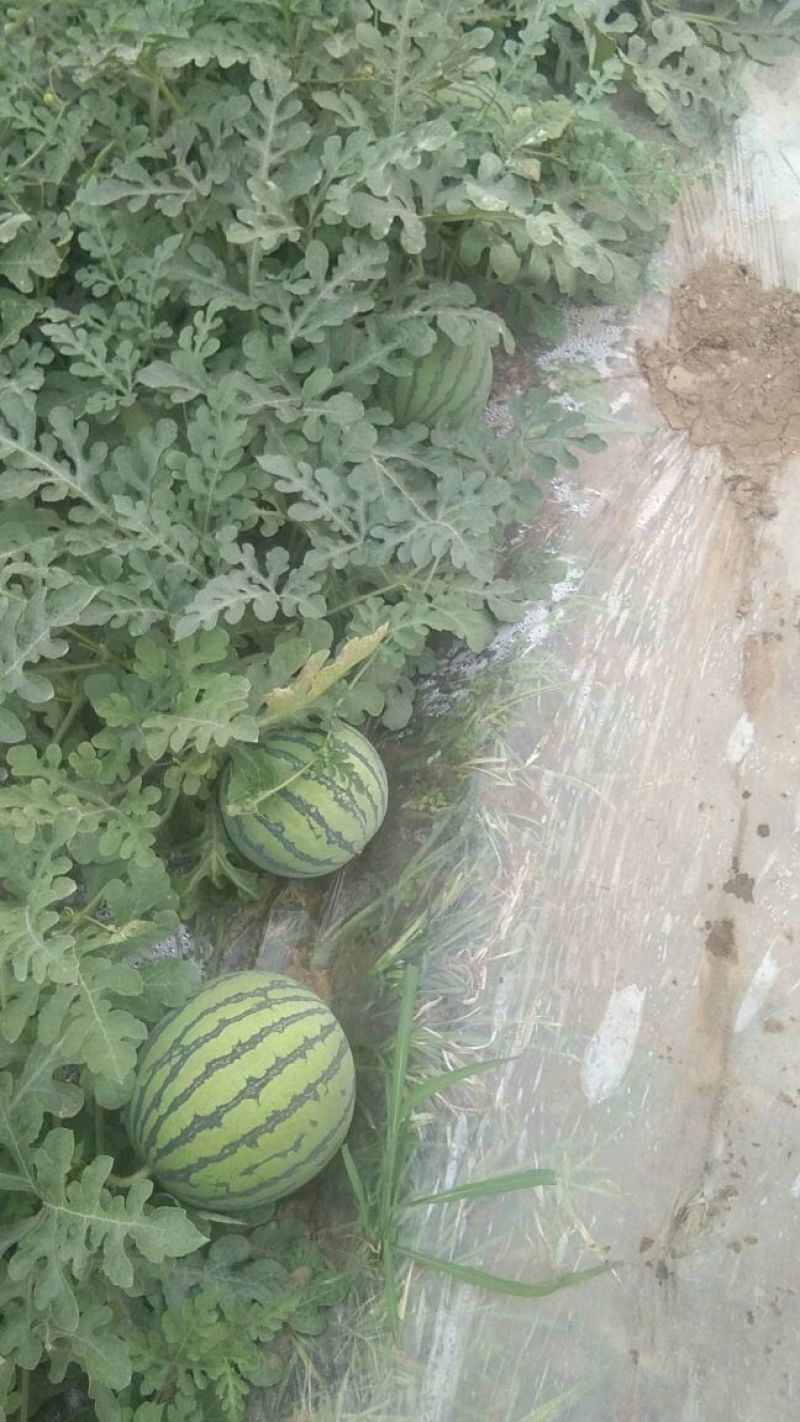 头茬无籽美都麒麟西瓜。种植户