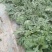 头茬无籽美都麒麟西瓜。种植户