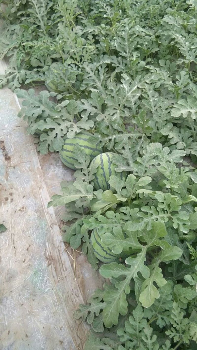 头茬无籽美都麒麟西瓜。种植户