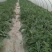 头茬无籽美都麒麟西瓜。种植户