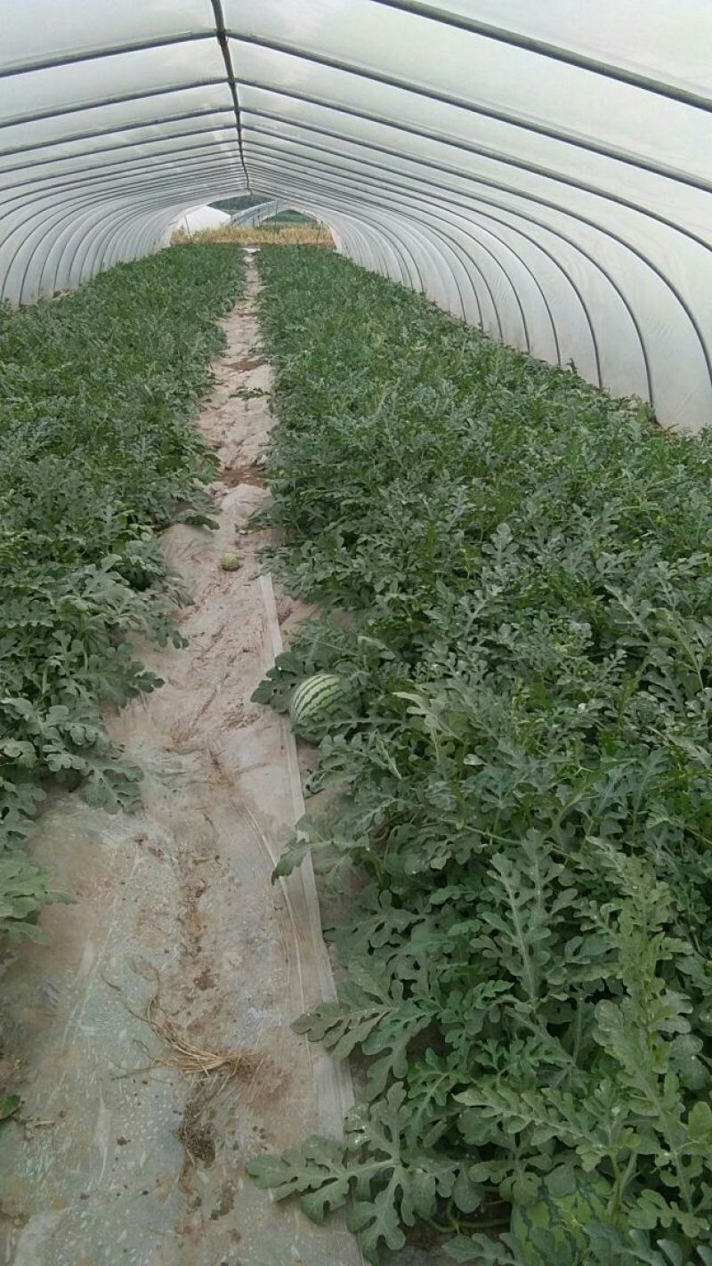 头茬无籽美都麒麟西瓜。种植户