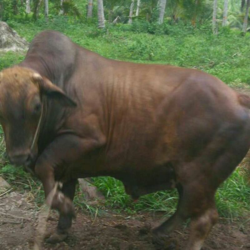 小黄牛