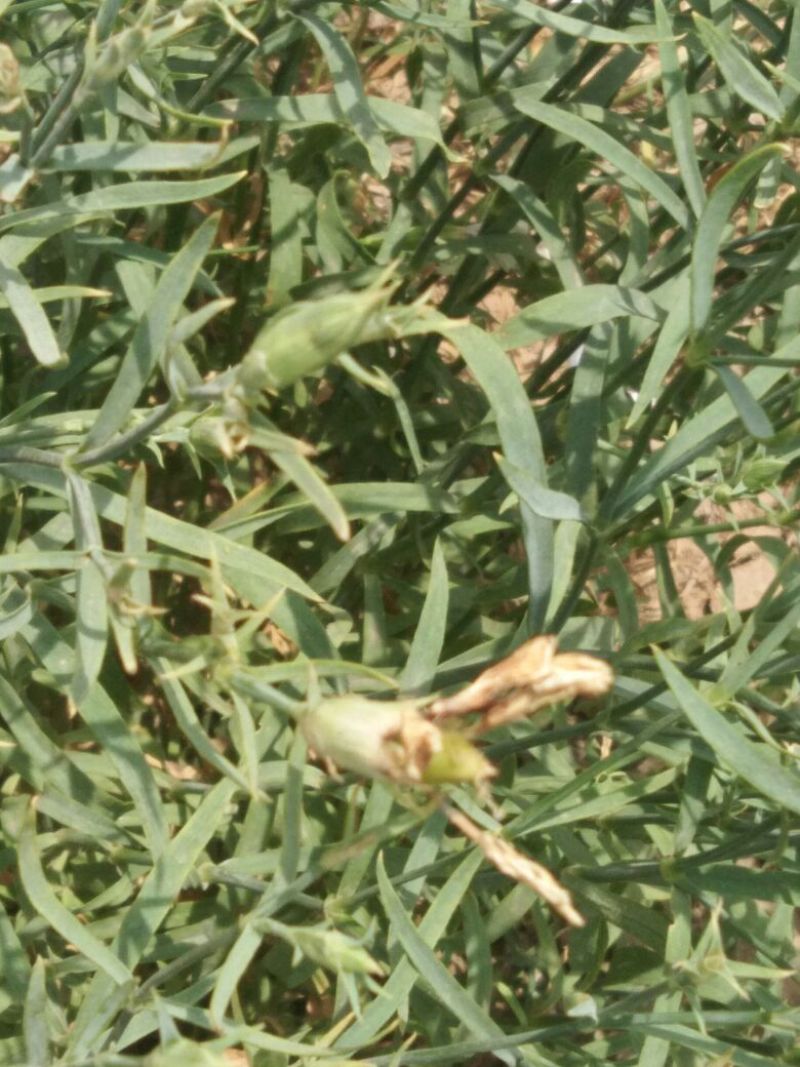 瞿麦又叫石竹草十样锦