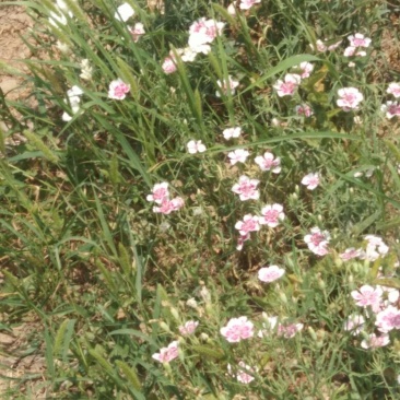 瞿麦又叫石竹草十样锦
