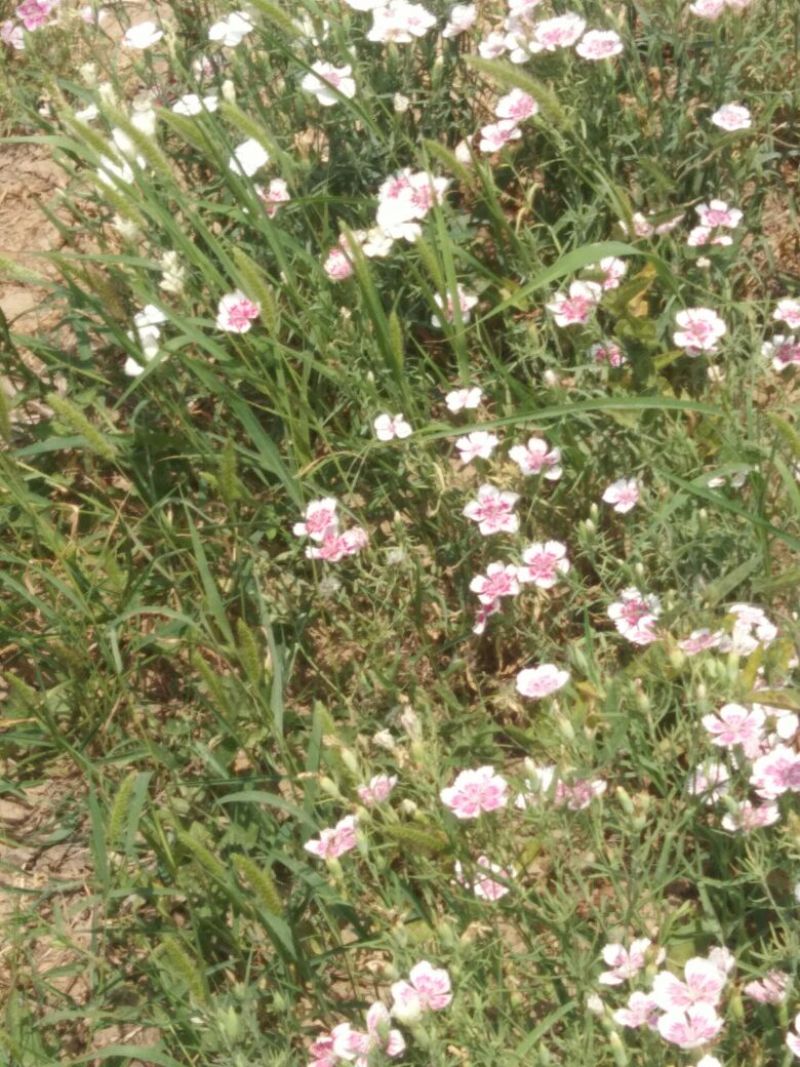 瞿麦又叫石竹草十样锦