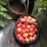 西红柿通货硬粉弧二以上