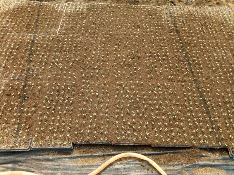 预定西兰花苗需要提前3个月预定