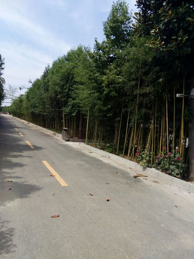 优质早园竹