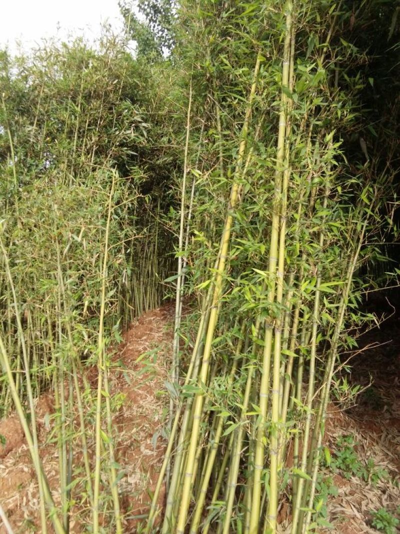 优质早园竹