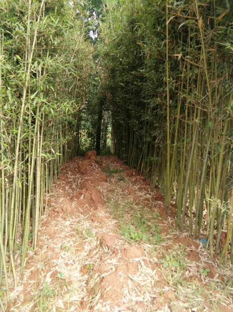 优质早园竹