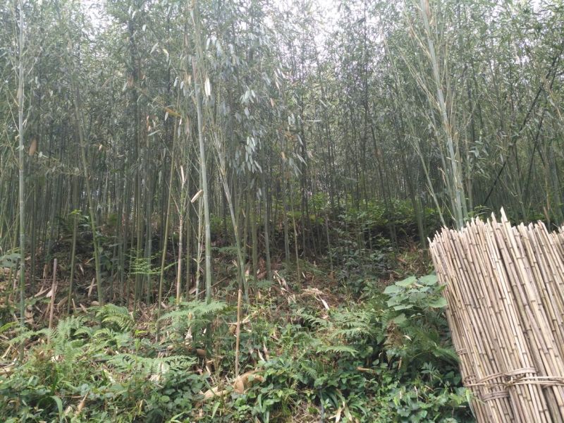 竹子竹竿