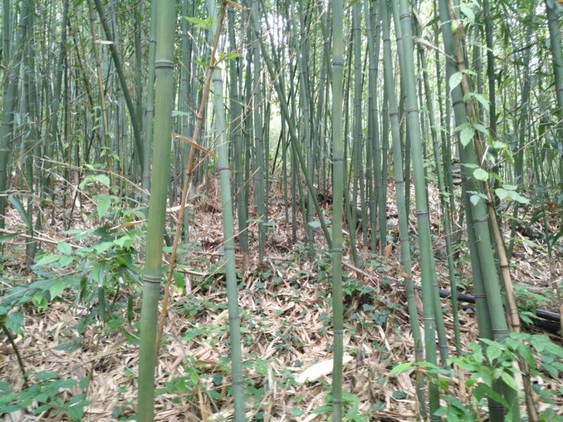 竹子竹竿