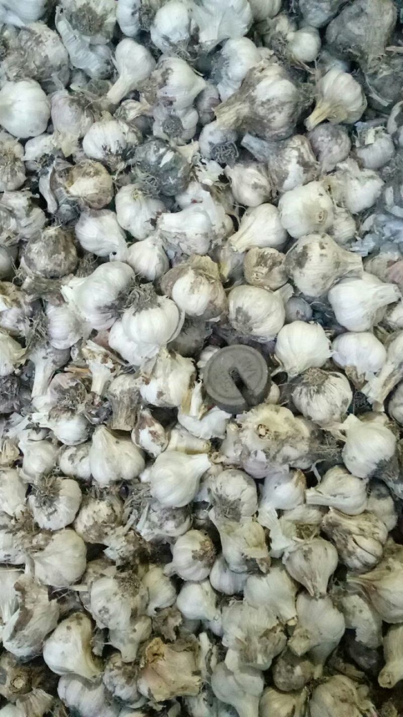红七星大蒜个头大颜色红亮