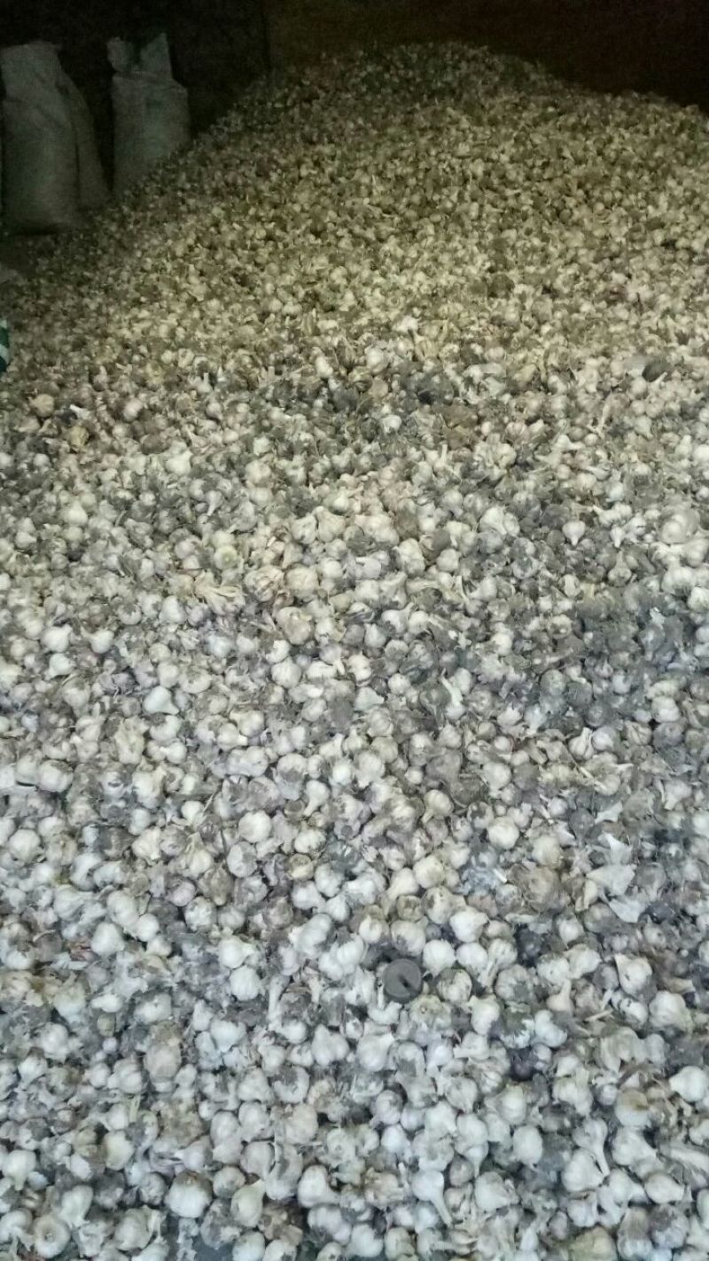 红七星大蒜个头大颜色红亮